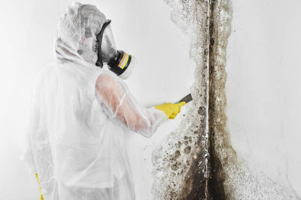 Best Affordable Mold Removal  in Perrysburg, OH