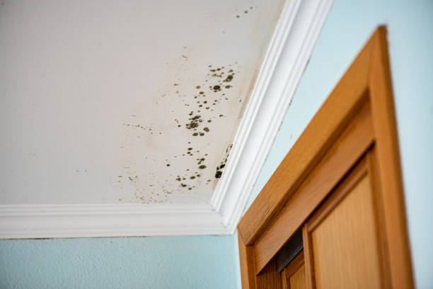 Attic Mold Removal in Perrysburg, OH