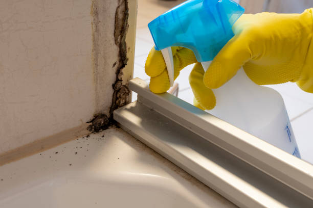 Best Attic Mold Removal  in Perrysburg, OH