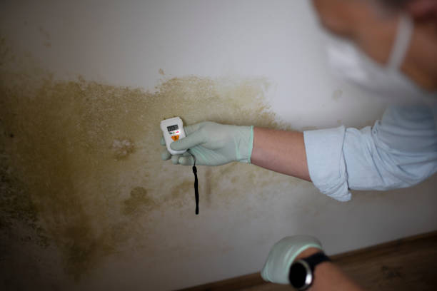 Home Mold Removal in Perrysburg, OH