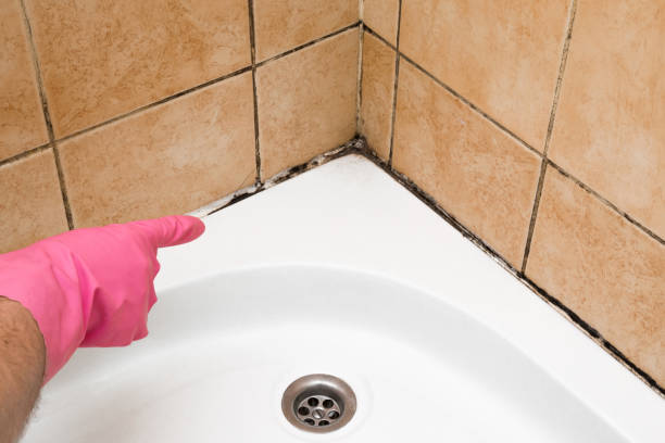 Trusted Perrysburg, OH Mold Removal Experts